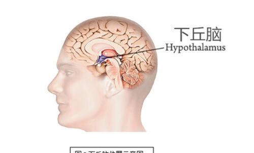 人体是恒温的，那么人体内源源不断的热量由哪个器官产生，什么原理？