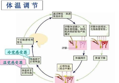 人体是恒温的，那么人体内源源不断的热量由哪个器官产生，什么原理？