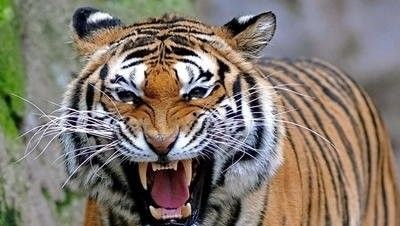 十万只老虎能打过古代十万大军吗？