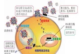 甲流可能引起的后遗症，你了解吗？