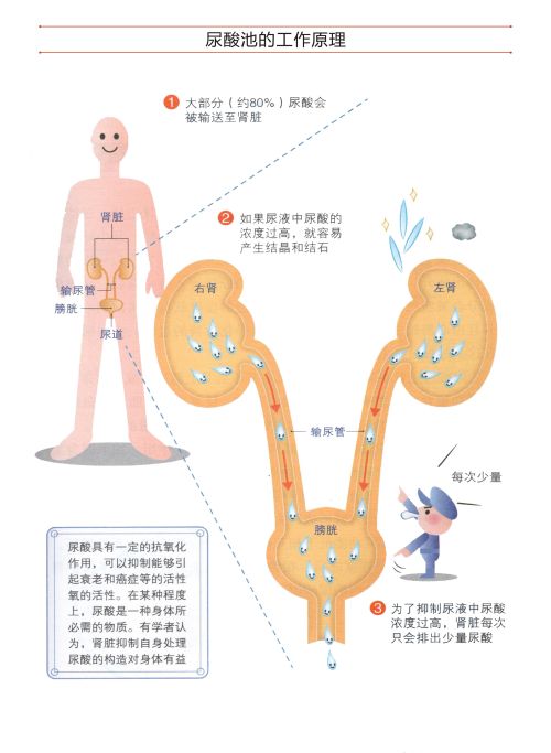 常喝什么水可以降尿酸，祛痛风？