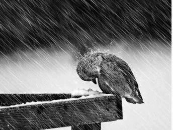 鸟累了可以睡在鸟窝，但是下雨了，它在哪里躲雨呢？