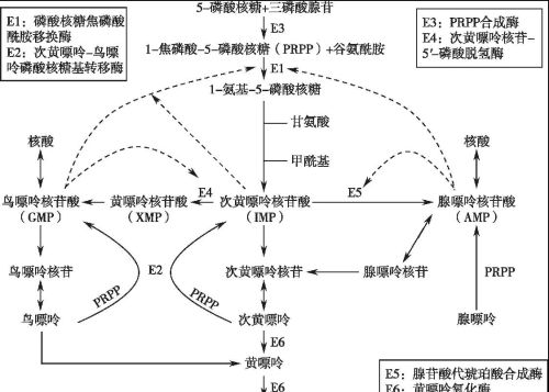 人体缺少什么会造成尿酸高？