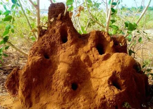 穿山甲在沙漠中吃蚂蚁的时候，舌头为什么不沾沙子？