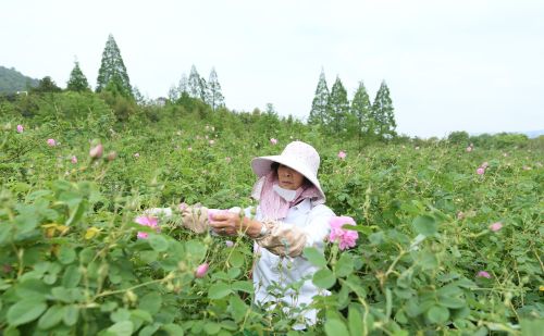 （经济）山村玫瑰庄园迎丰收