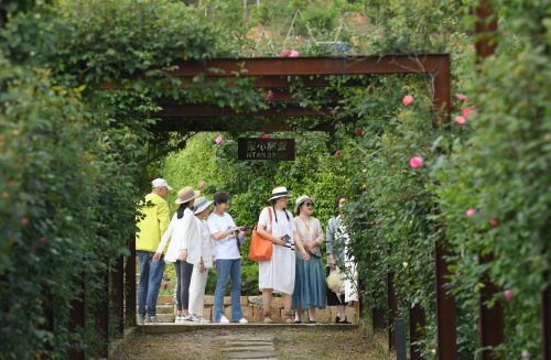 （经济）山村玫瑰庄园迎丰收