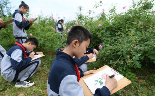 （经济）山村玫瑰庄园迎丰收