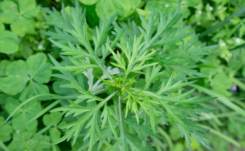 一祛湿，二散寒，三助眠，春天遇见别手软，季节性强，女性要常吃