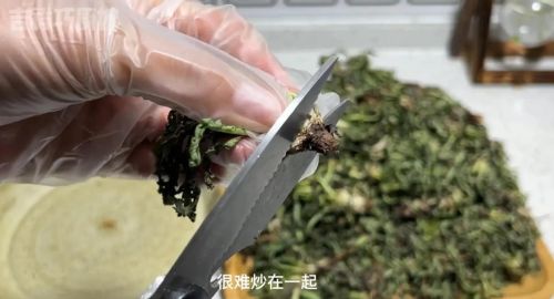 蒲公英你真吃对了吗？为啥春天多吃蒲公英？老祖宗留下来土法子