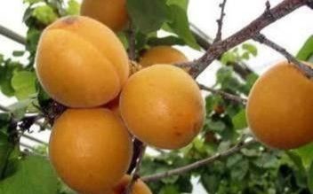 北方杏树什么品种好？