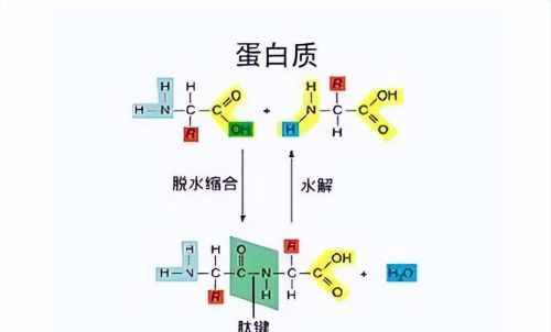 喝蛋白质粉与吃鸡蛋都能补充蛋白质，那么蛋白质粉的意义何在？