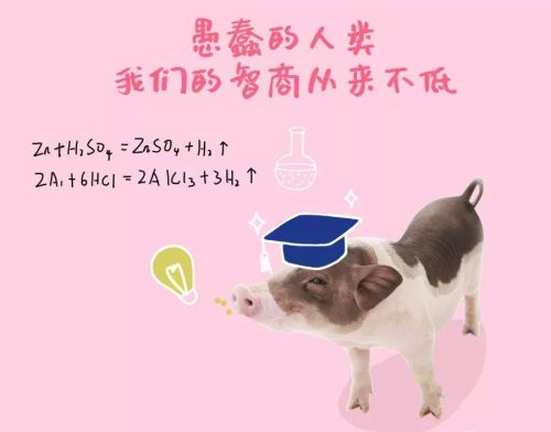 养生要向“猪”学习？这6点大部分人做的比猪差！