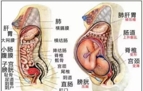 孕妇怀胎十月，内脏都快被挤没了！一张图让你读懂“母亲的伟大”
