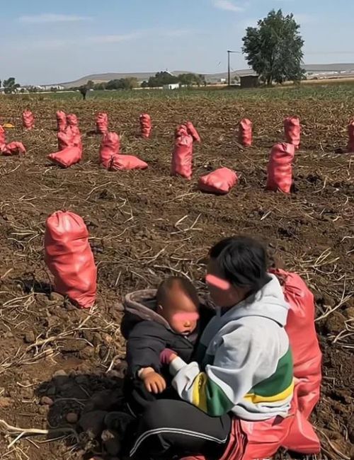 纪实：99后妈妈含泪捡土豆，一天130，称：为了钱，孩子哭不敢抱