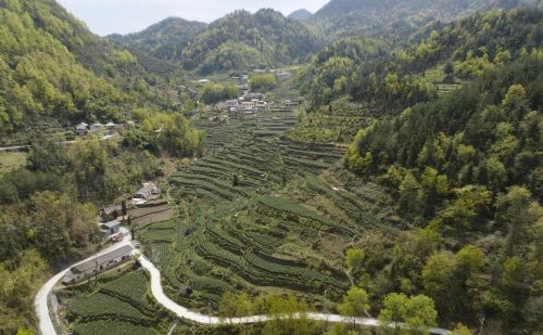 （经济）秦巴山区 绿叶生金