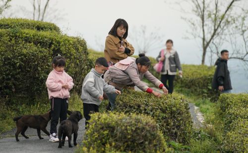 （经济）秦巴山区 绿叶生金