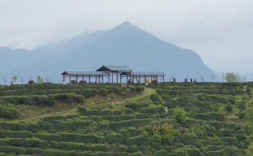 （经济）秦巴山区 绿叶生金