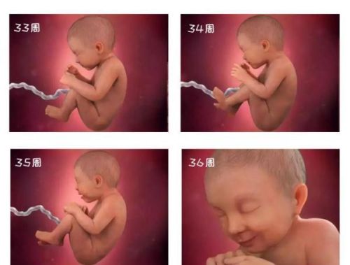 受精后1－36周，胎宝是如何成长的？带你用一组图感受生命的神奇