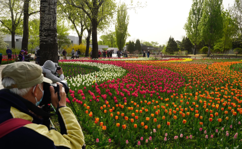 人在画中游！国家植物园20万株郁金香登场