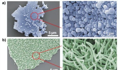 JMCA:水系锌离子混合超级电容器阴极材料的超分子工程