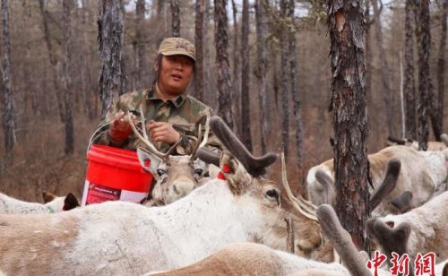 探访中国最后一支使鹿部落驯鹿猎民点