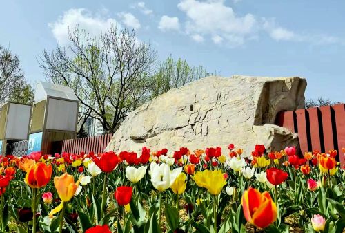 雕塑公园郁金香盛开，赏花漫步感受春天的气息