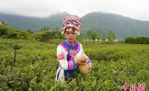 四川北川：古羌茶文化传承上千年 9万亩茶叶点“绿”成金