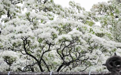 绝美！千年孟府流苏花开，犹如人间“四月雪”