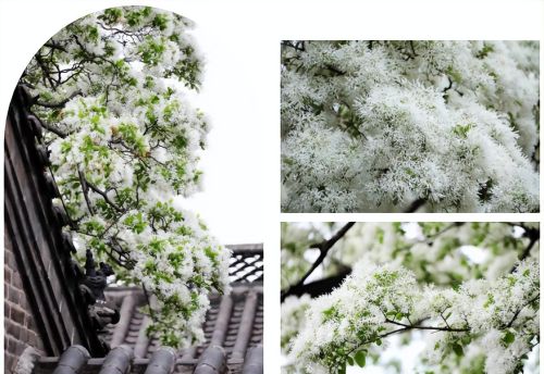 绝美！千年孟府流苏花开，犹如人间“四月雪”