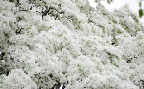 绝美！千年孟府流苏花开，犹如人间“四月雪”