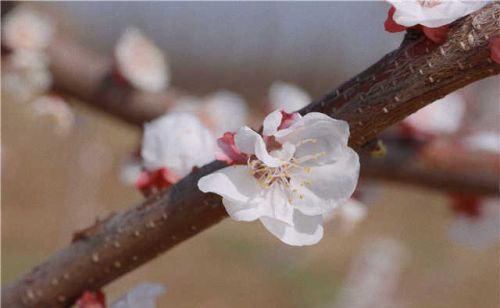 组图｜平阴：又是一年春好处，依然十里杏花香