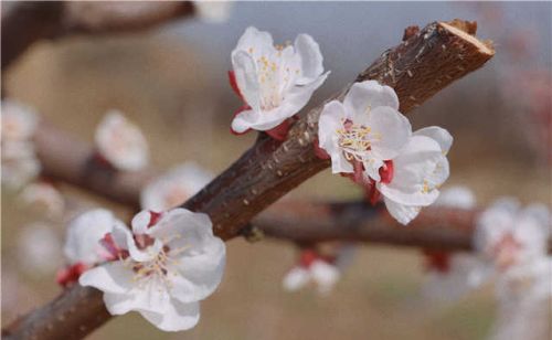 组图｜平阴：又是一年春好处，依然十里杏花香