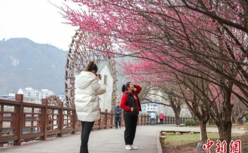 贵州施秉：花开春色美 游客踏青来