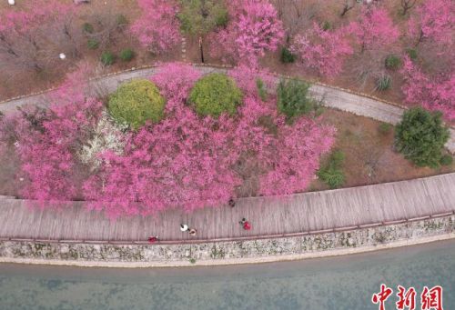 贵州施秉：花开春色美 游客踏青来