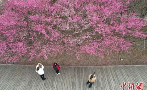 贵州施秉：花开春色美 游客踏青来