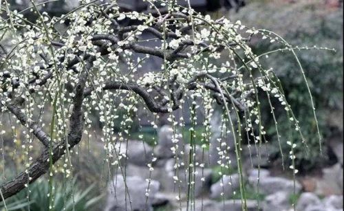 周末你要去赏梅？赏梅先识梅 一起来看“梅花图鉴”