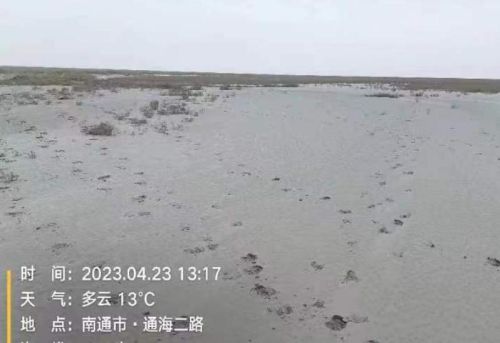 南黄海畔呦呦鹿鸣 南通首次观测到麋鹿幼崽