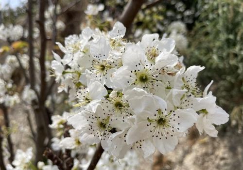 卧佛万树梨花笑春风