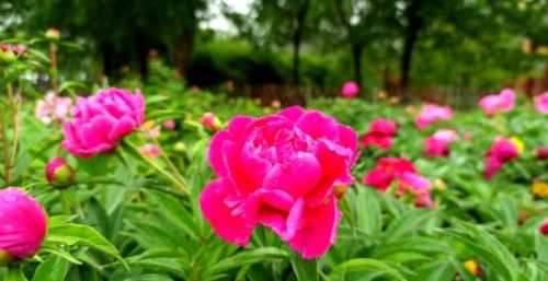 菏泽芍药花开，这个五一，你一定不能错过