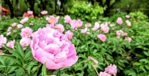 菏泽芍药花开，这个五一，你一定不能错过