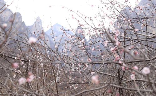 河南焦作沁阳：神农山风景区春花绽放 一派生机勃勃景象