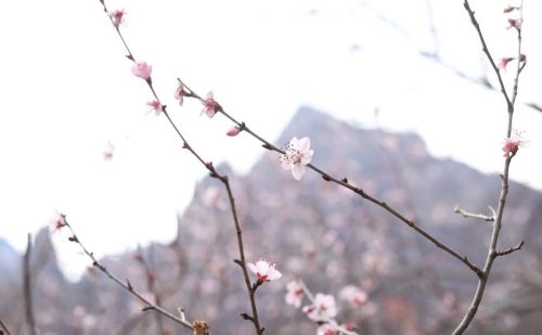 河南焦作沁阳：神农山风景区春花绽放 一派生机勃勃景象