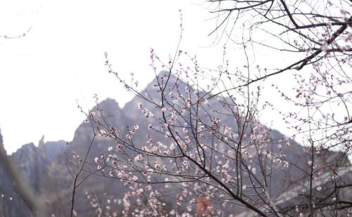 河南焦作沁阳：神农山风景区春花绽放 一派生机勃勃景象