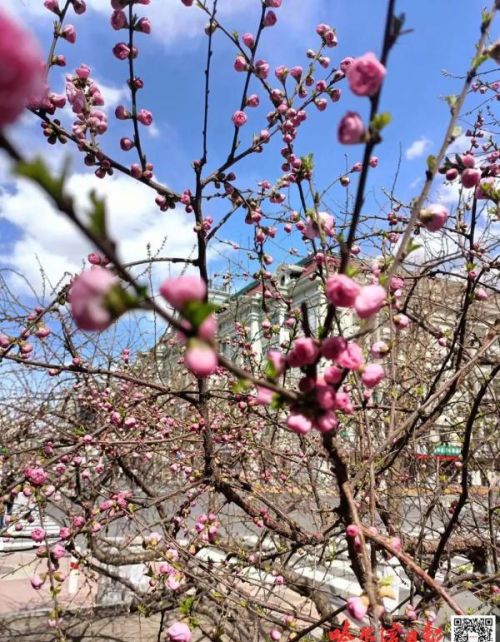 榆叶梅陆续进入花期，冰城春花争艳又添亮色