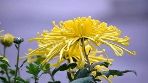 我们常说黄花大闺女，这个花是指什么花?为什么是黄花而非别的花?