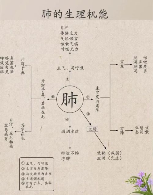 中医五脏你了解了吗