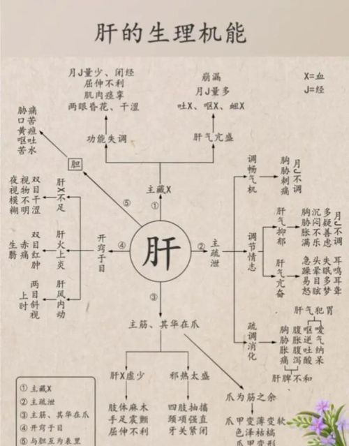 中医五脏你了解了吗