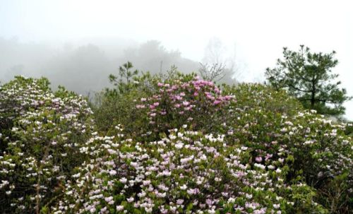 汶川：百亩杜鹃花开  “五一”赏花正当时