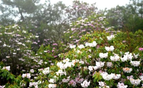 汶川：百亩杜鹃花开  “五一”赏花正当时