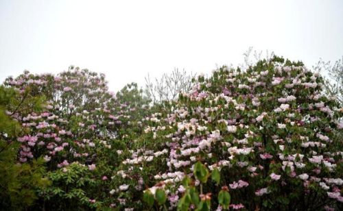 汶川：百亩杜鹃花开  “五一”赏花正当时